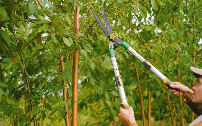 Tree trimming in Richmond, MO
